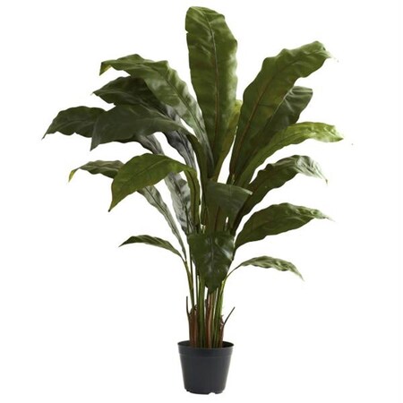 Dare2Decor 3.5&rsquo; Birdsnest Plant DA409434